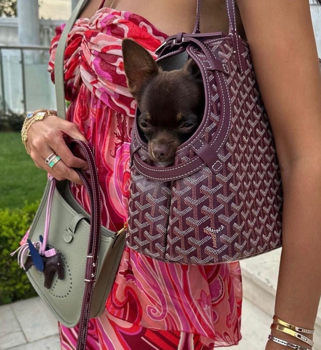 JetPaw Carrier
